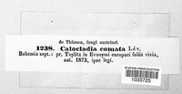 Calocladia comata image